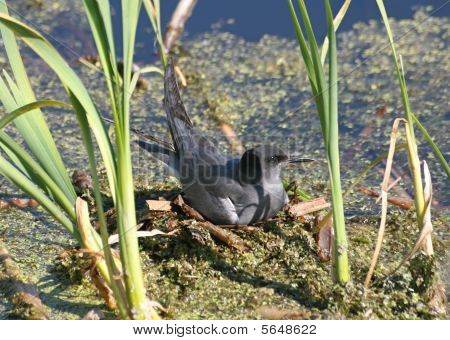 Black Tern