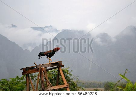 Rooster waking up in the morning