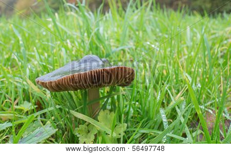 Pluteus Cervinus Or Deer Mushroom
