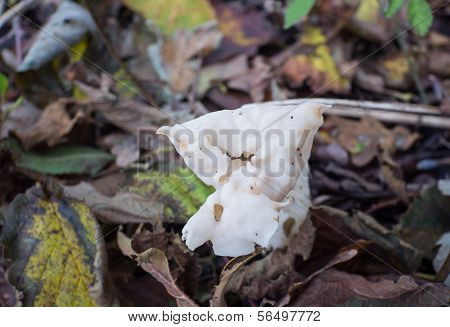 White or elfin saddle fungus in autumn