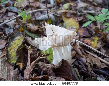 White or elfin saddle fungus in autumn