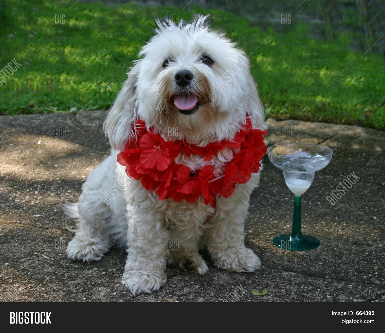 Thirsty Puppy Image & Photo (Free Trial) | Bigstock