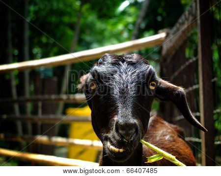 hungry goat
