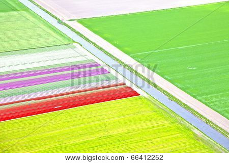 Dutch Colourful Flower Field From Above