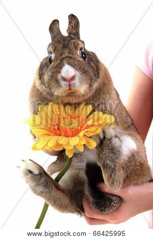 Small Brown Bunny (pet) With Yellow Flower
