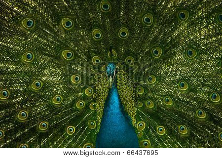 Portrait of beautiful peacock