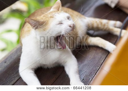 White Cat