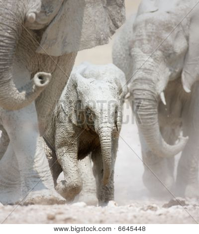 Elephant Stampede