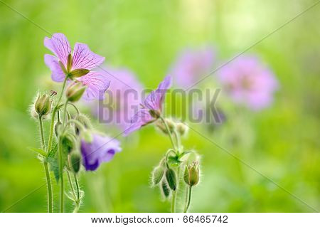 Purple Geranium Pretense (meadow Cranesbill) Flowers In The Meadow