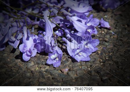 Macro Of Small Purple Jacaranda Flowers Lying On Tar Road