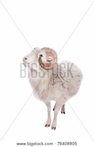 Portrait Of ram On White