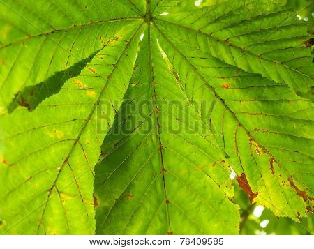 Castania Leaf At Closeup Outdoors In Daylight