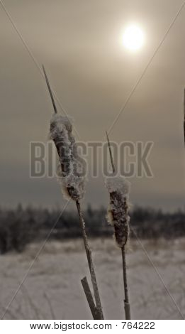 Eis bedeckt Cat tails 