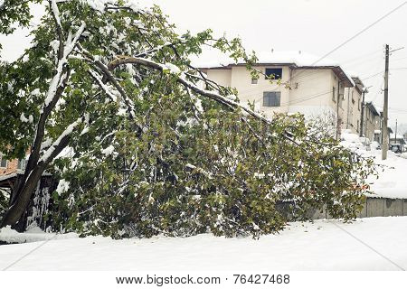 Broken Walnut Under The Snow