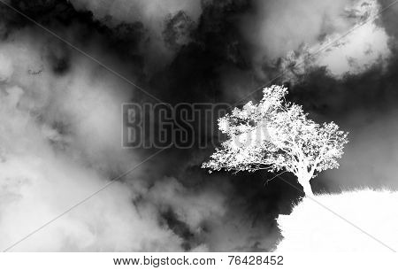 A Lone Tree Stand On A Hill
