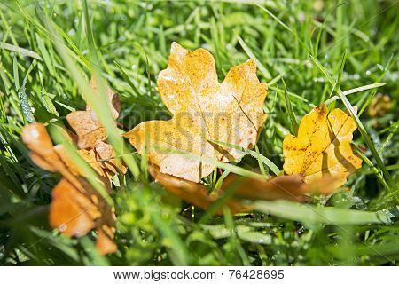 Autumn Leaves Over Grass In The Forest