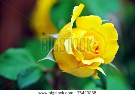 A Single Yellow Rose In A Garden