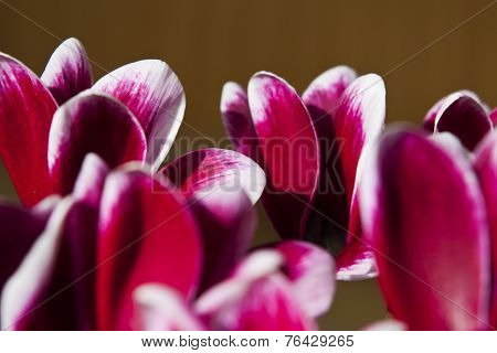A Beautiful Red Flower Blossoming