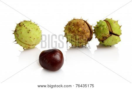 Four Chestnuts In Line With Individual Isolated On White Background