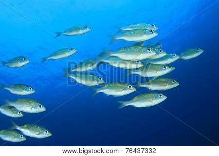 Fish school underwater