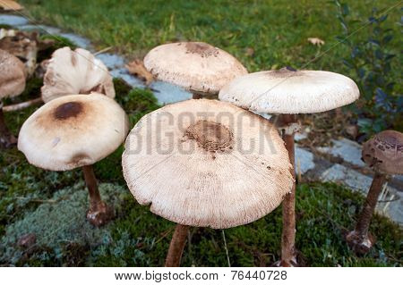 Forest Mushroom
