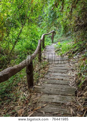 Stairway In The Deciduous Forest