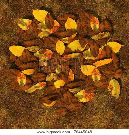 Decomposed leaves