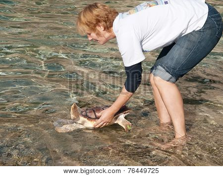 Marine Turtle