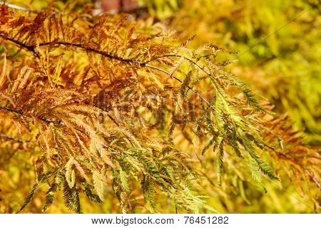 colorful autumn Bald Cypress tree