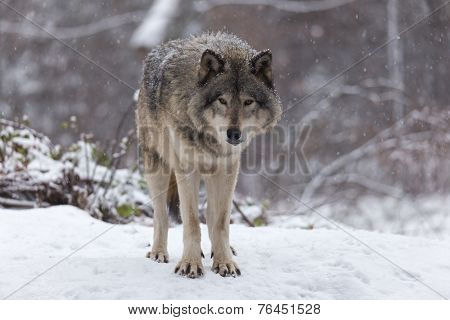 Lone Grey wolf in a winter scene