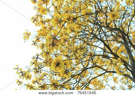 Tree of Gold
