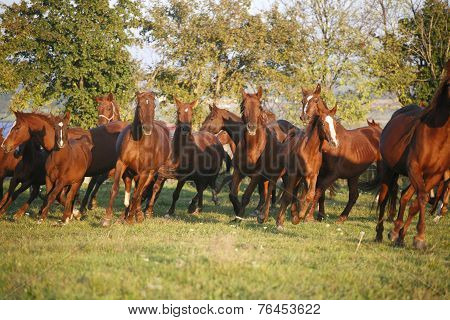 Herd galloping in autumn field when the sun goes down