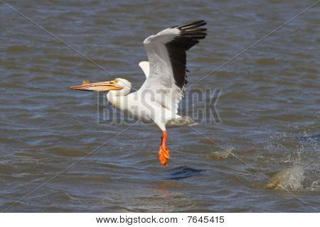 American White Pelican