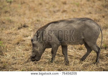 Warthog