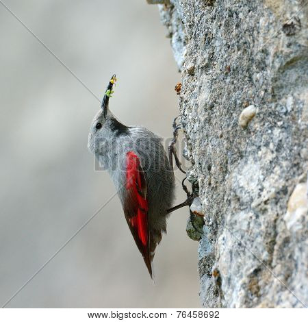 The Wallcreeper (Tichodroma muraria) in natural habitat