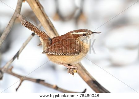 Carolina Wren In Winter