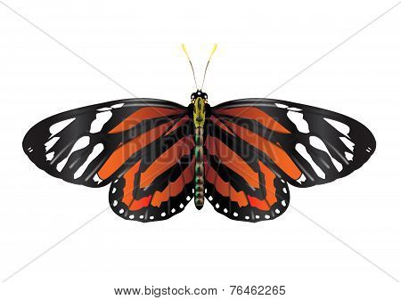 Monarch Butterfly - vector