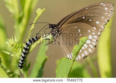 Common Crow Butterfly And Caterpillar
