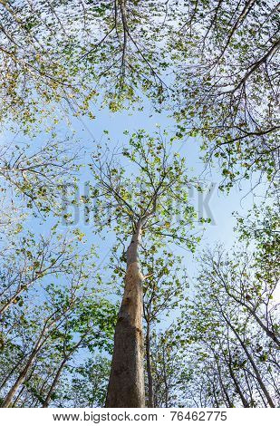 Teak Wood