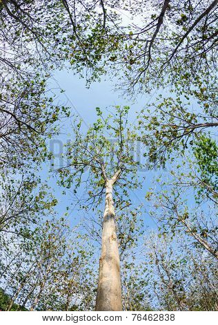 Teak Wood