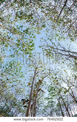 Teak Wood