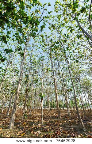 Teak Wood