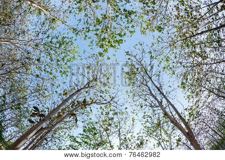 Teak Wood
