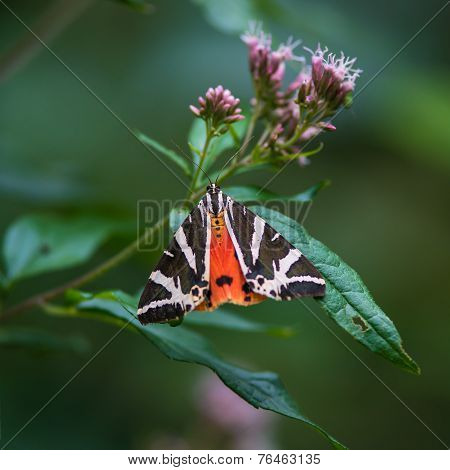 Butterfly On A Leaf