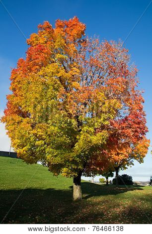 Colorful Tree In The Fall