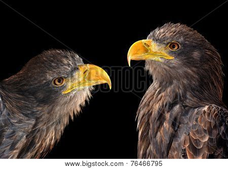 Sea eagles isolated on black background 