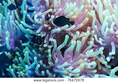 Clownfish shelters in its host anemone on a tropical coral reef