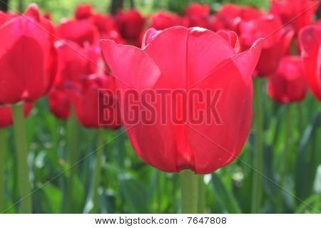 Piros tulipán