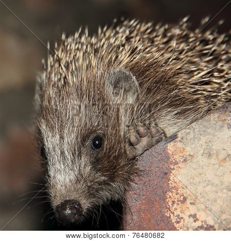 Muzzle Of Small Hedgehog.