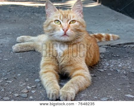 Kırmızı kedi